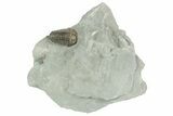 Long Prone Flexicalymene Trilobite - Mt Orab, Ohio #211582-1